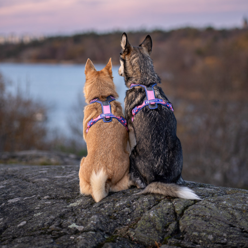 Non-Stop Dogwear Line Harness 5.0