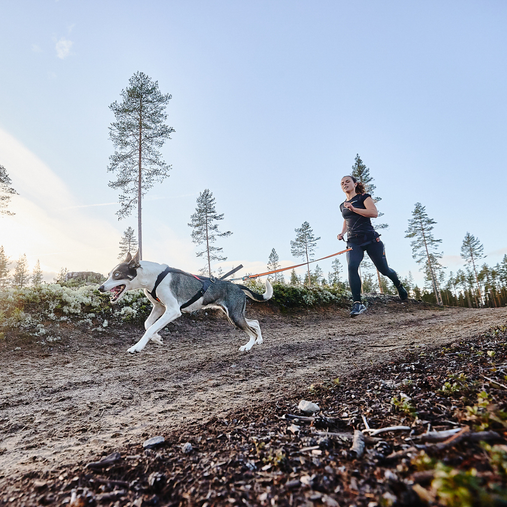 Non-Stop Dogwear Freemotion harness
