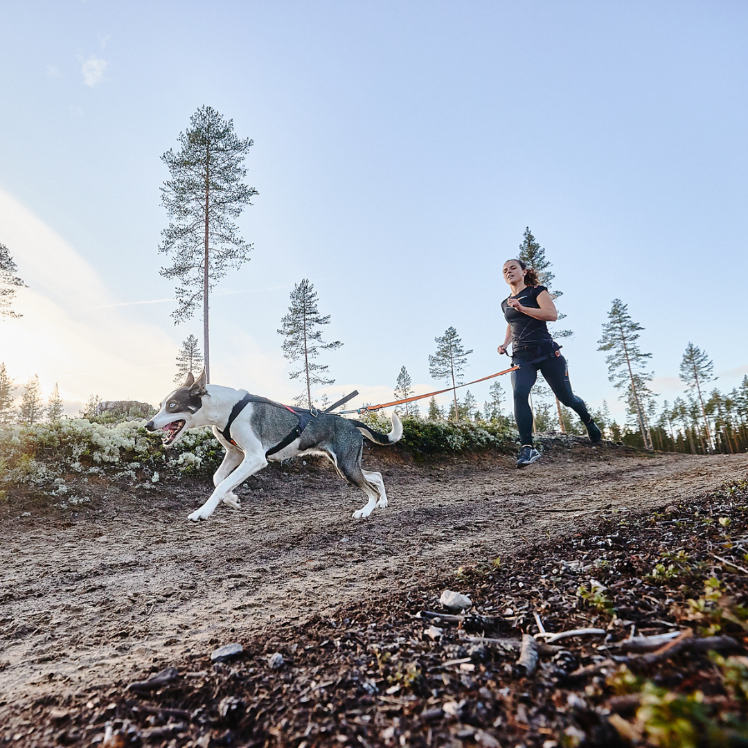 Non-Stop Dogwear Freemotion harness