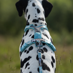 Non-Stop Dogwear Trail Quest Leash