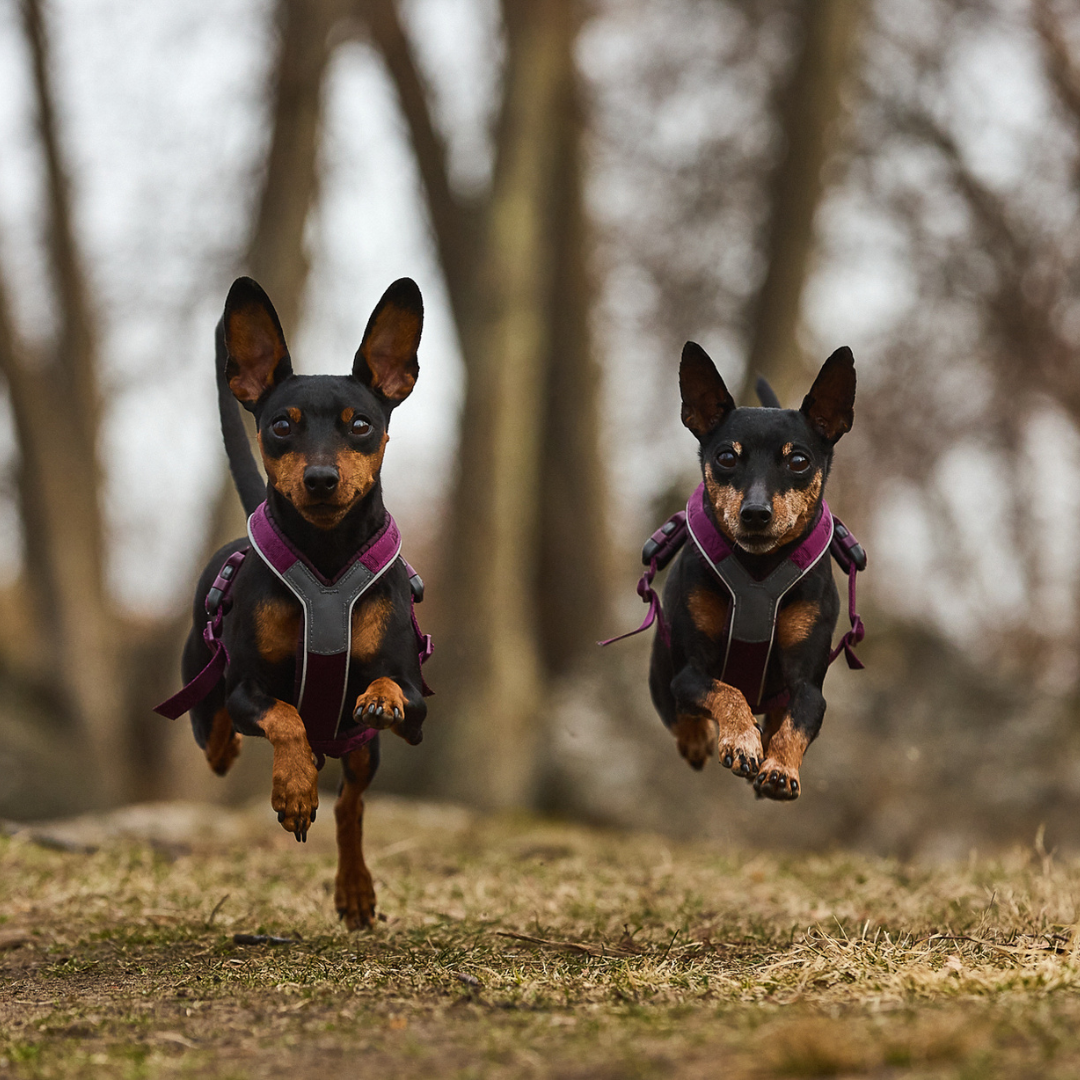 Non-Stop Dogwear Line Harness 5.0