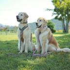 Non-Stop Dogwear Line Harness 5.0
