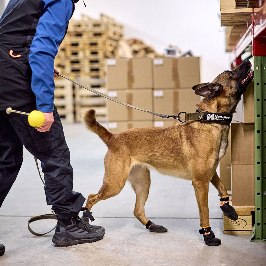 Non-stop Dogwear Solid Collar WD