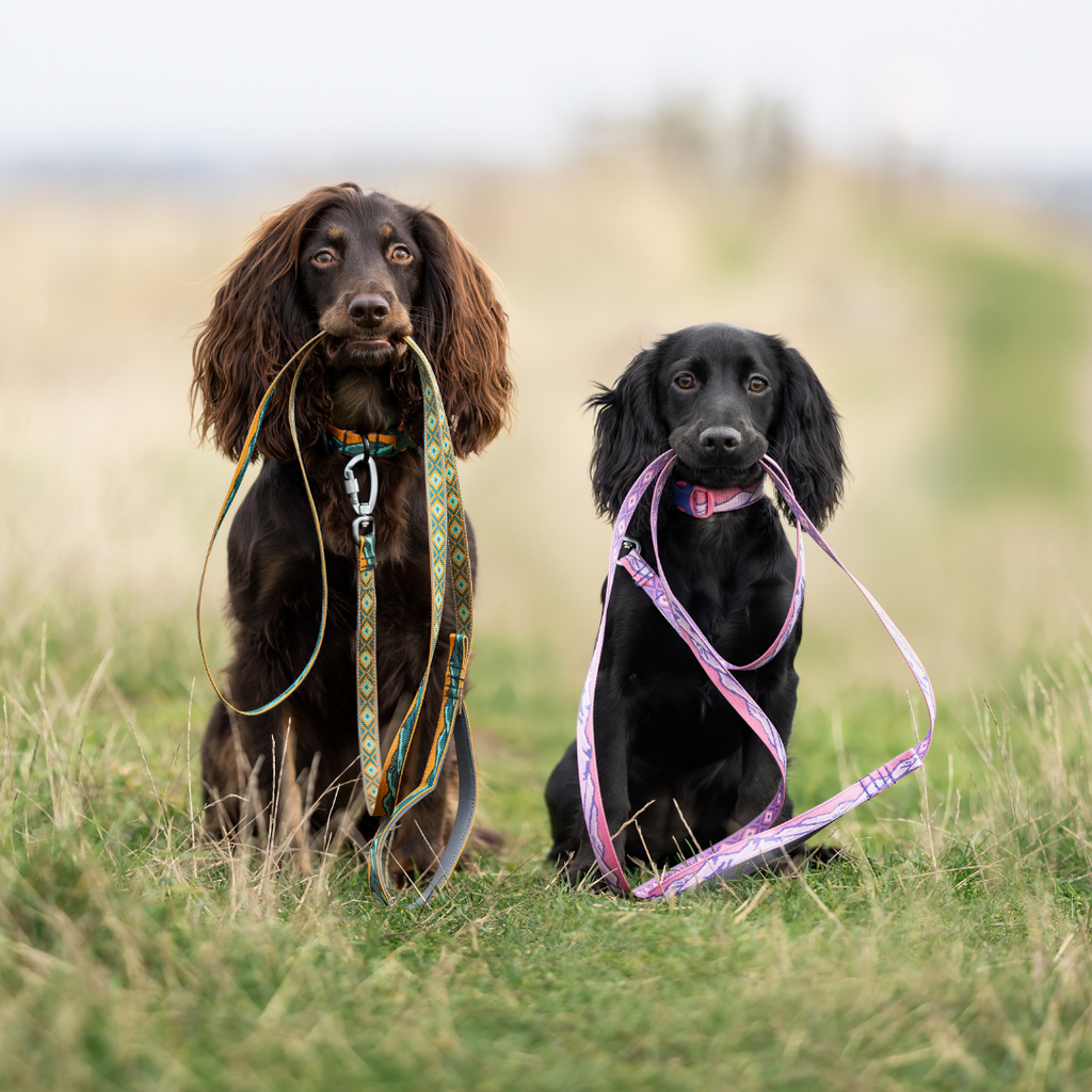 Non-Stop Dogwear Trail Quest Collar Rachel Pohl Edition