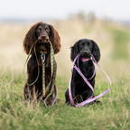 Non-Stop Dogwear Trail Quest Collar Rachel Pohl Edition