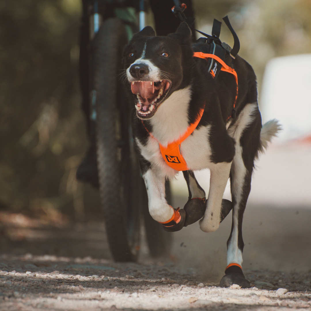 Non-Stop Dogwear Freemotion Harness 5.0