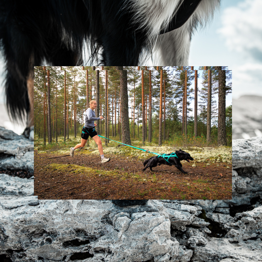 Non-stop Dogwear Bungee leash