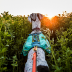 Non-stop Dogwear Trail Light Dog Backpack