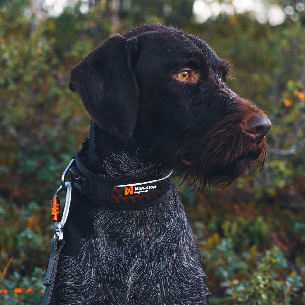 Non-Stop Dogwear Adjustable Rock Collar