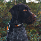 Non-Stop Dogwear Adjustable Rock Collar