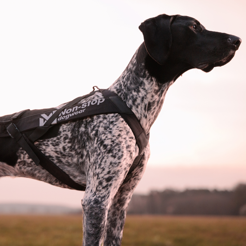 Non-Stop Dogwear Freemotion Harness Pro