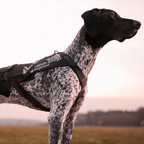 Non-Stop Dogwear Freemotion Harness Pro