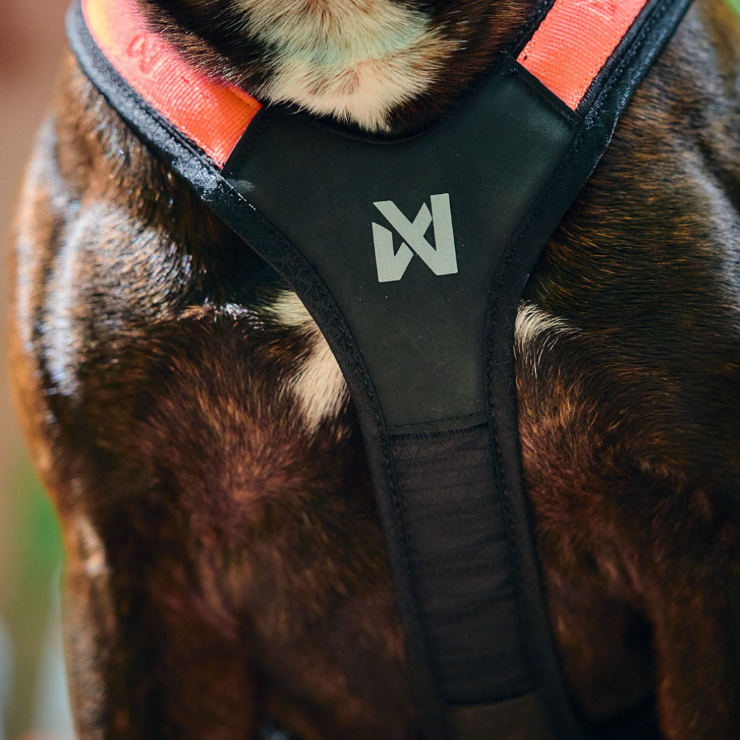 Non-Stop Dogwear Rush Harness
