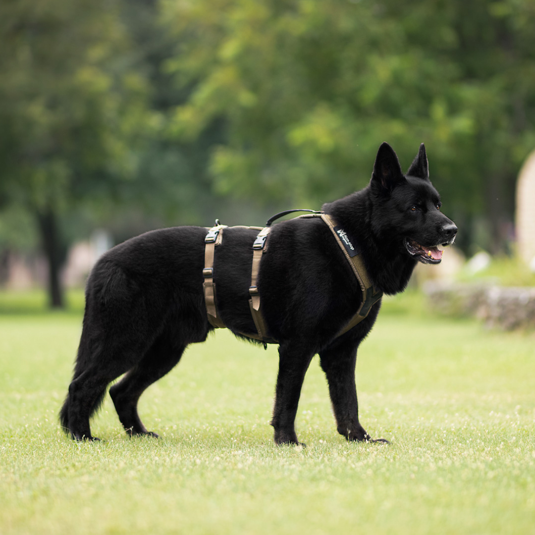 Non-stop Dogwear Line Harness Long WD