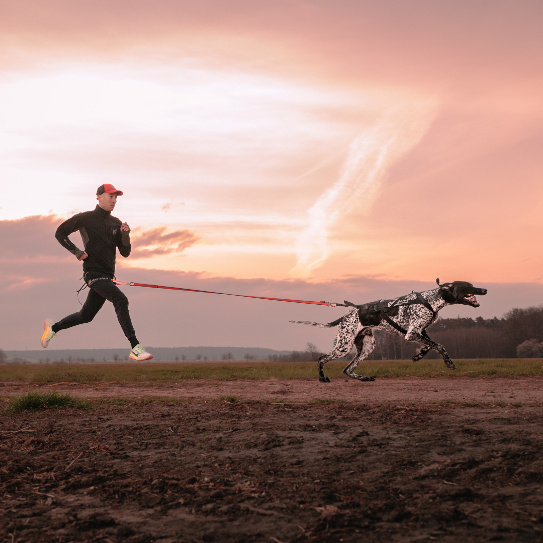 Non-Stop Dogwear Freemotion Harness Pro