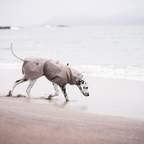 Non-Stop Dogwear Drying Coat