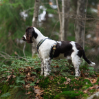 Non-Stop Dogwear Line Harness 5.0