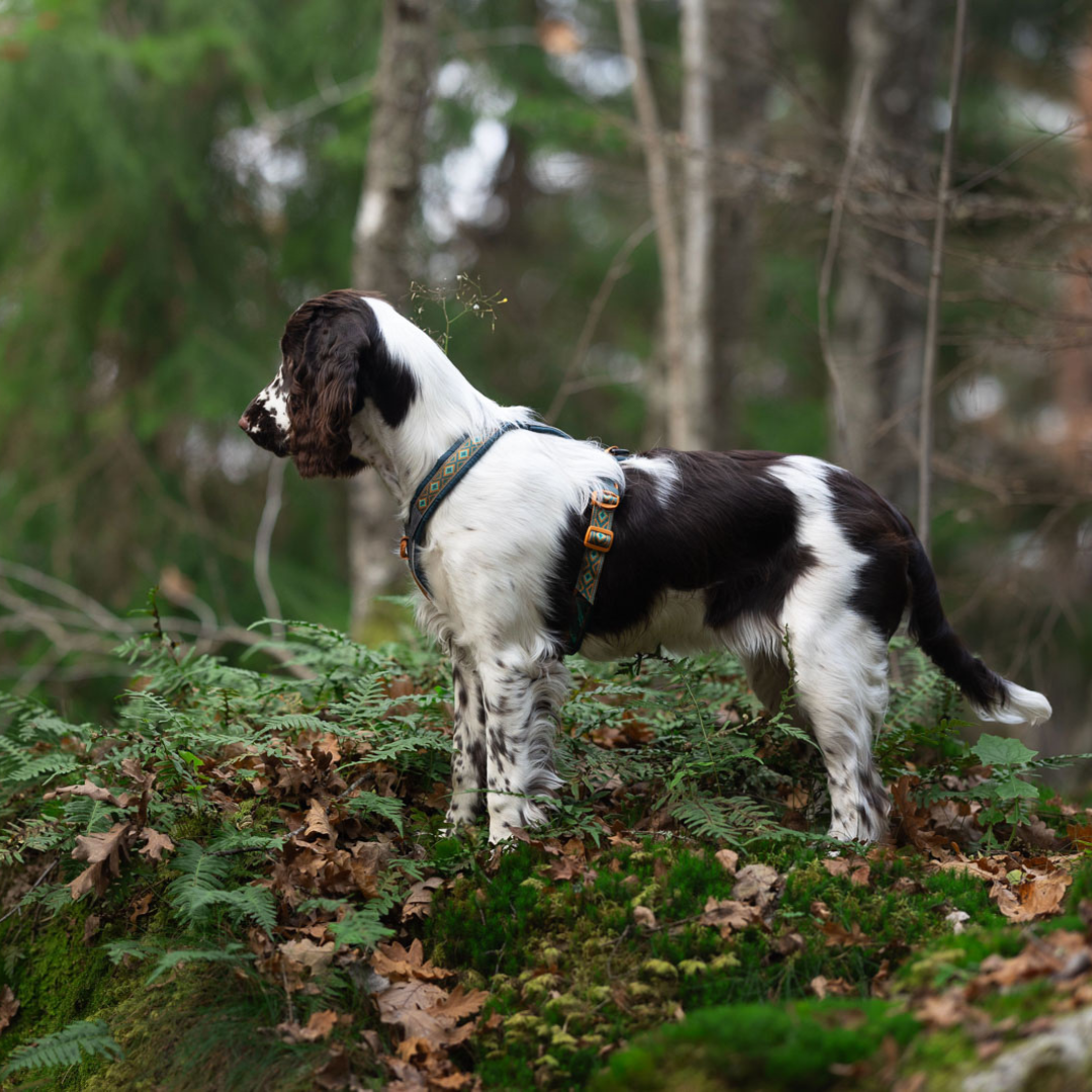 Non-Stop Dogwear Line Harness 5.0