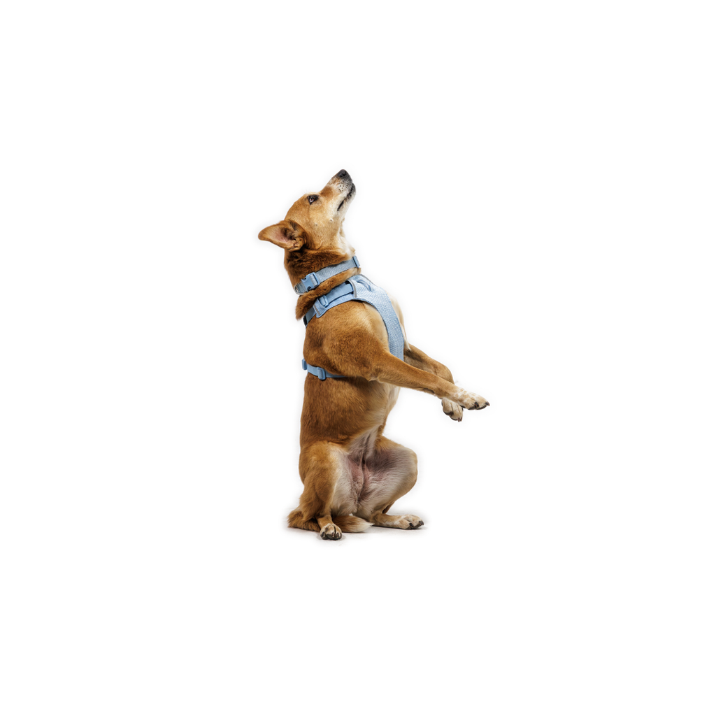 Ruffwear Front Range Flex Harness