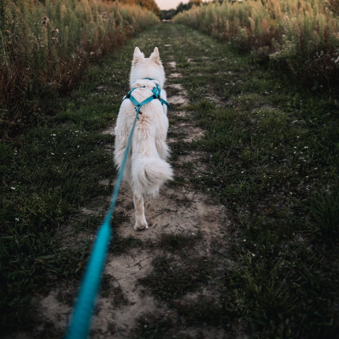 Non-Stop Dogwear Freemotion Harness 5.0