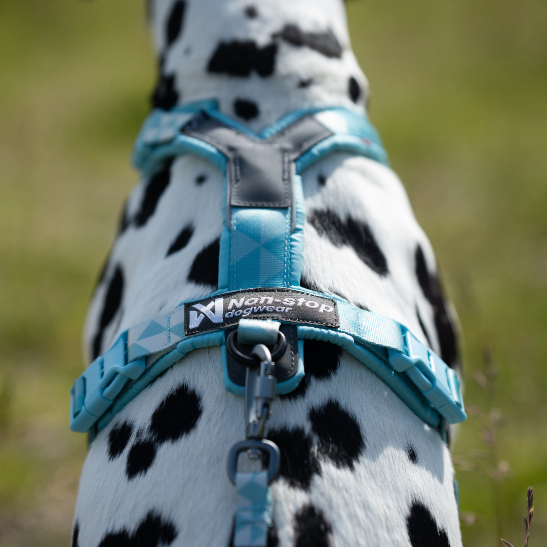 Non-Stop Dogwear Trail Quest Leash