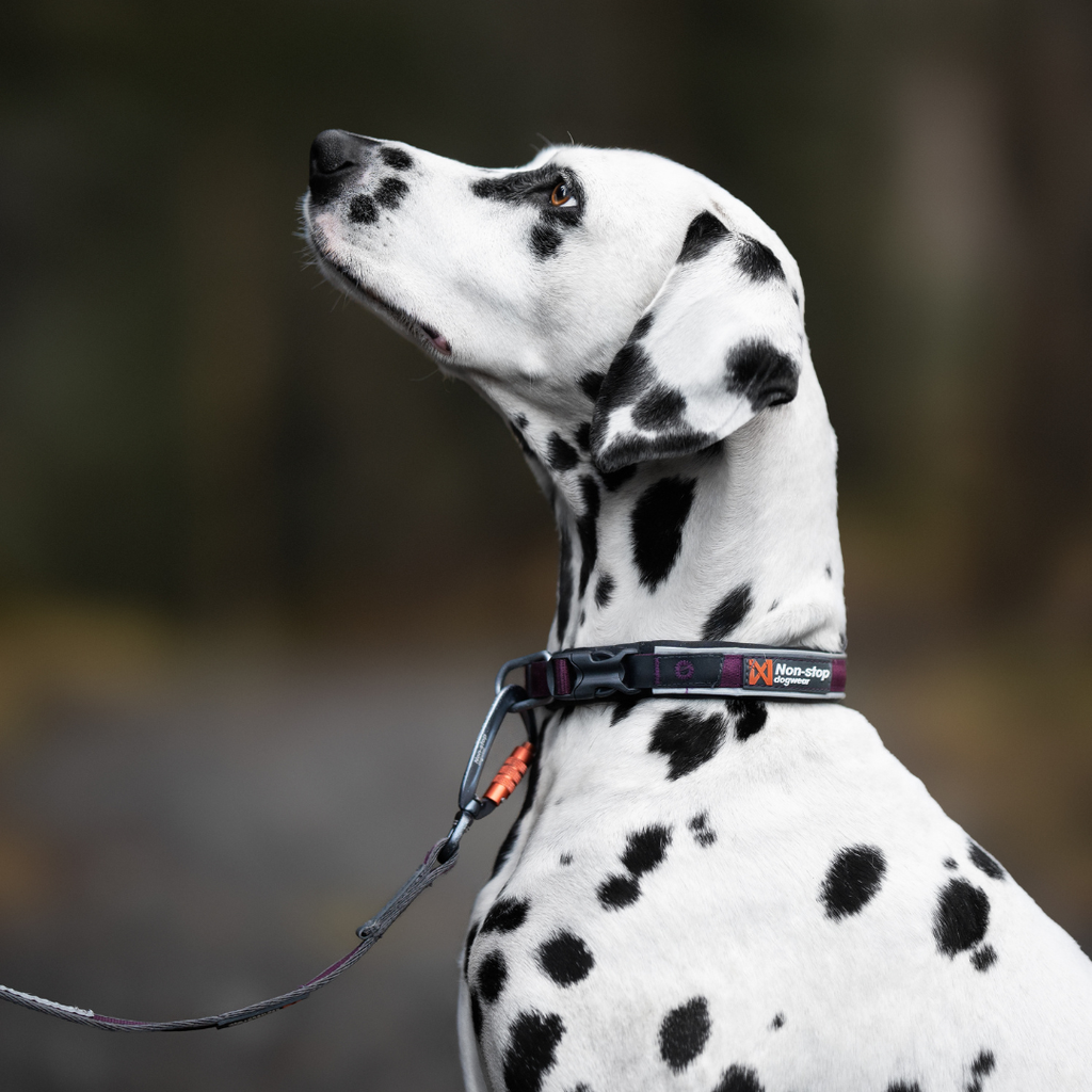 Non-Stop Dogwear Roam Collar