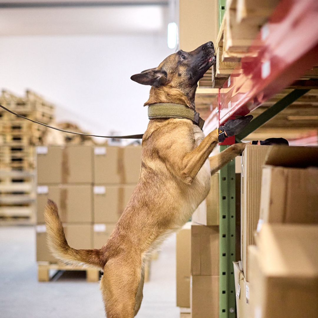 Non-stop Dogwear Solid Collar WD