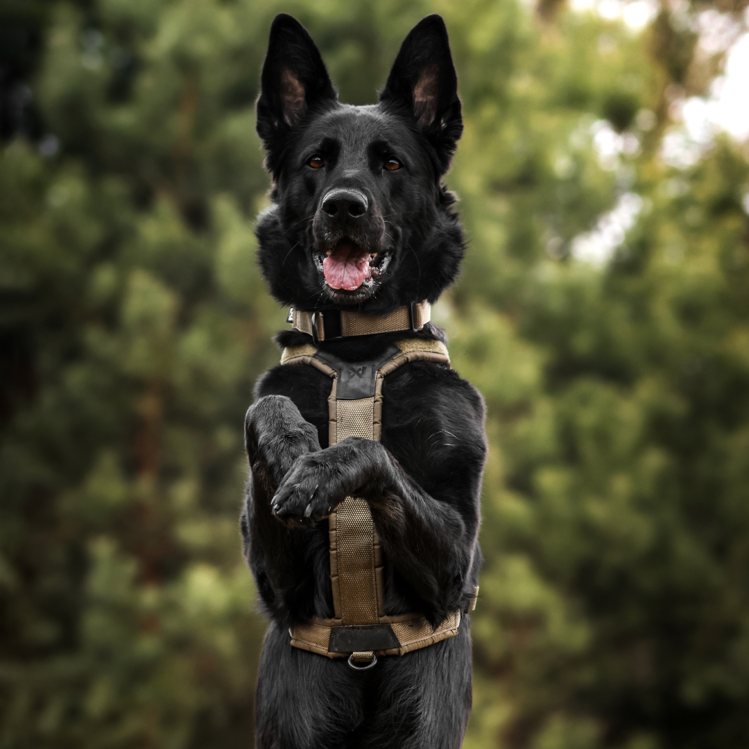 Non-stop Dogwear Line Harness Grip WD