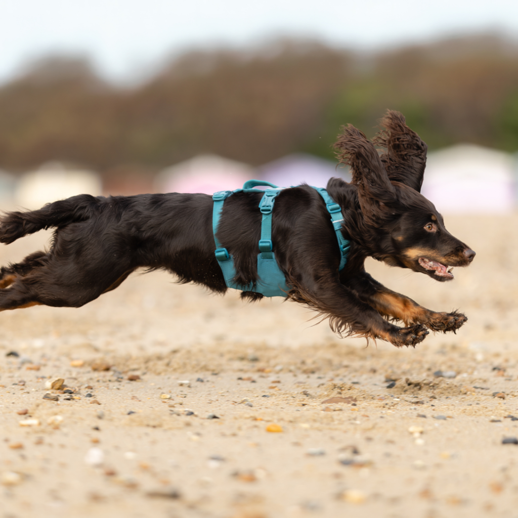 Non-Stop Dogwear Ramble Harness Long