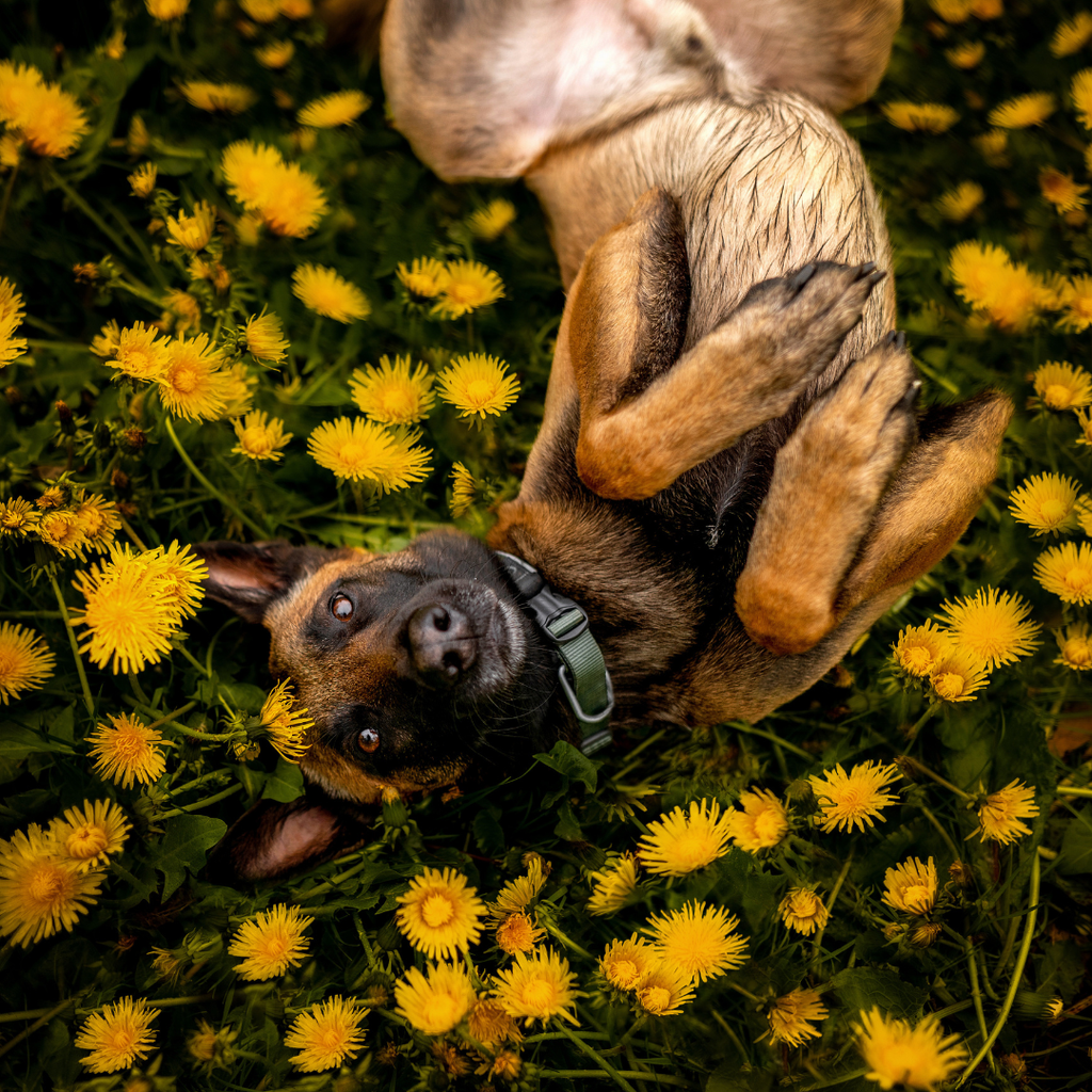 Non-Stop Dogwear Roam Collar
