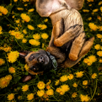Non-Stop Dogwear Roam Collar