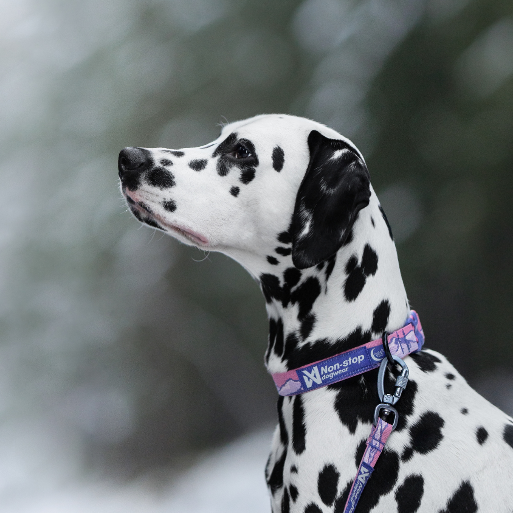Non-Stop Dogwear Trail Quest Collar Rachel Pohl Edition