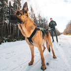 Non-Stop Dogwear Freemotion harness