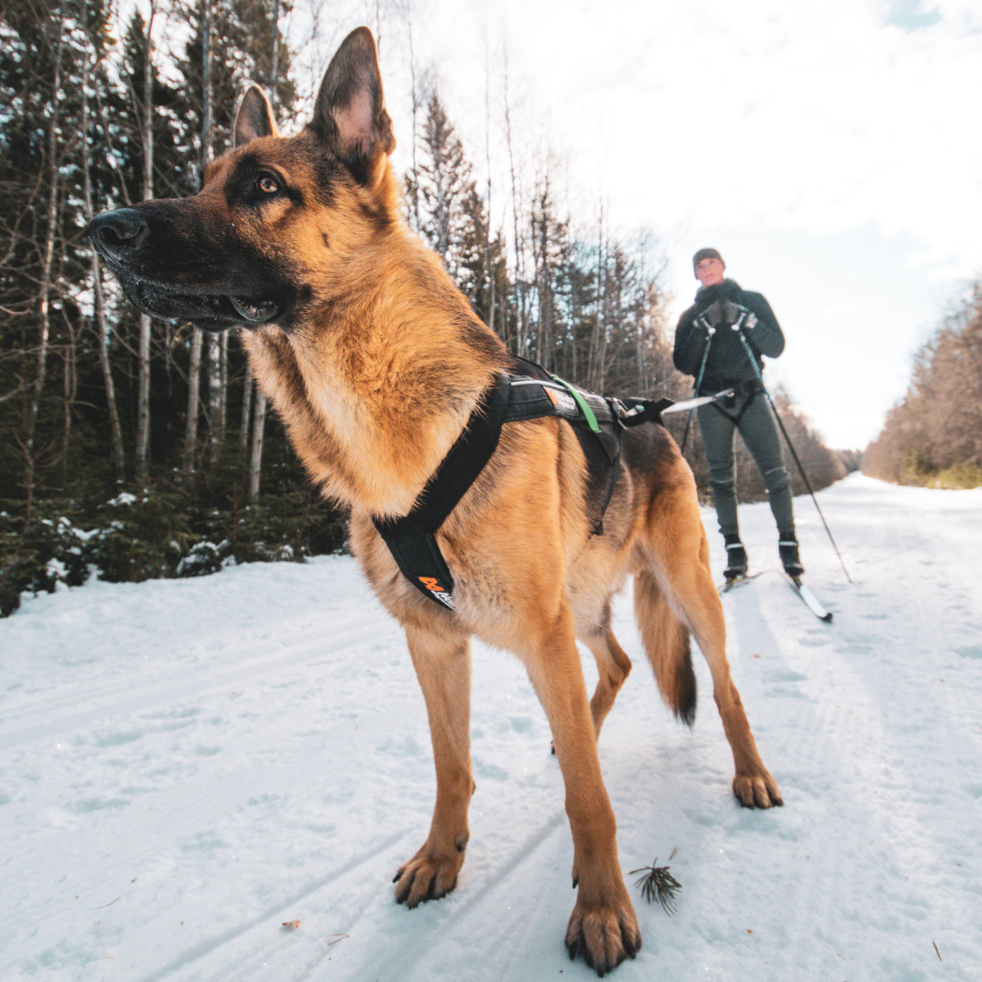 Non-Stop Dogwear Freemotion harness