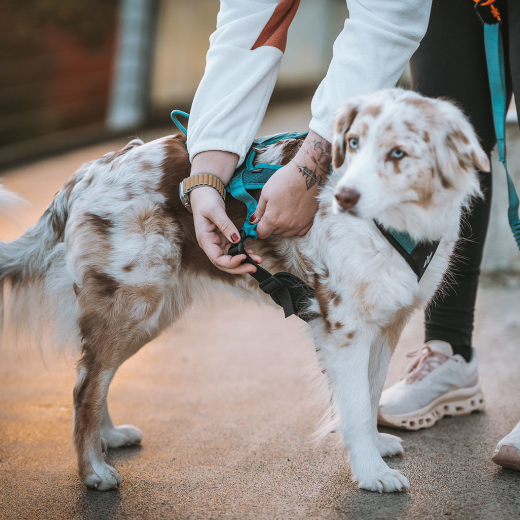 Non-Stop Dogwear Rush Harness