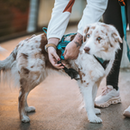 Non-Stop Dogwear Rush Harness