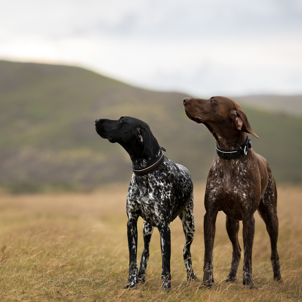 Non-Stop Dogwear Adjustable Rock Collar