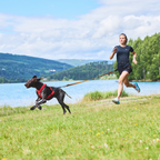 Non-Stop Dogwear Freemotion Harness 5.0