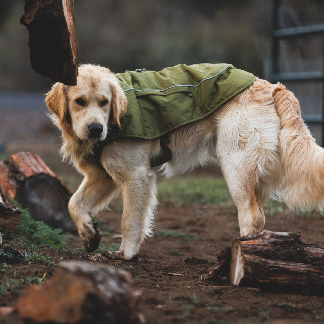 Ruffwear Overcoat Fuse