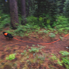 Ruffwear Rogue Long Line