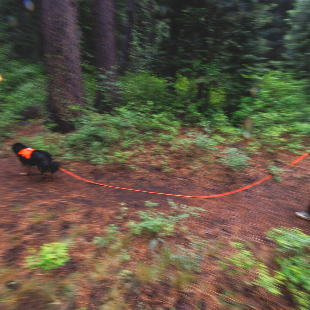 Ruffwear Rogue Long Line