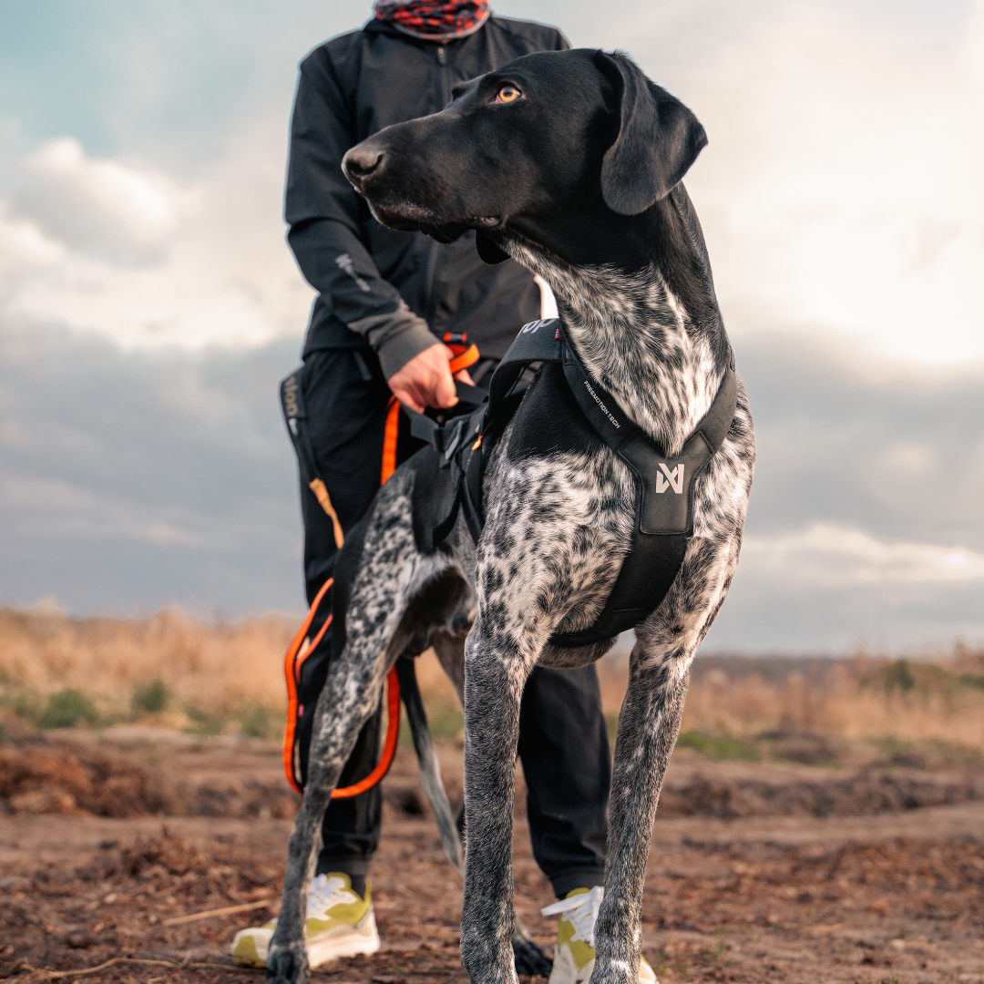 Non-Stop Dogwear Freemotion Harness Pro