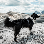 Non-Stop Dogwear Line Harness Grip
