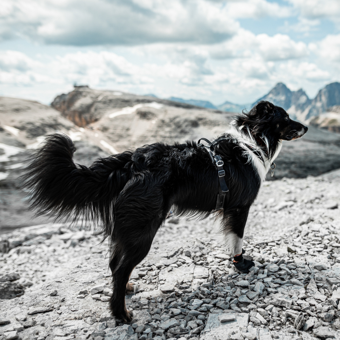 Non-Stop Dogwear Line Harness Grip