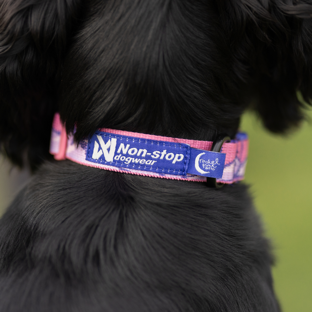Non-Stop Dogwear Trail Quest Collar Rachel Pohl Edition
