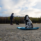 Non-Stop Dogwear Trekking Dog Bed