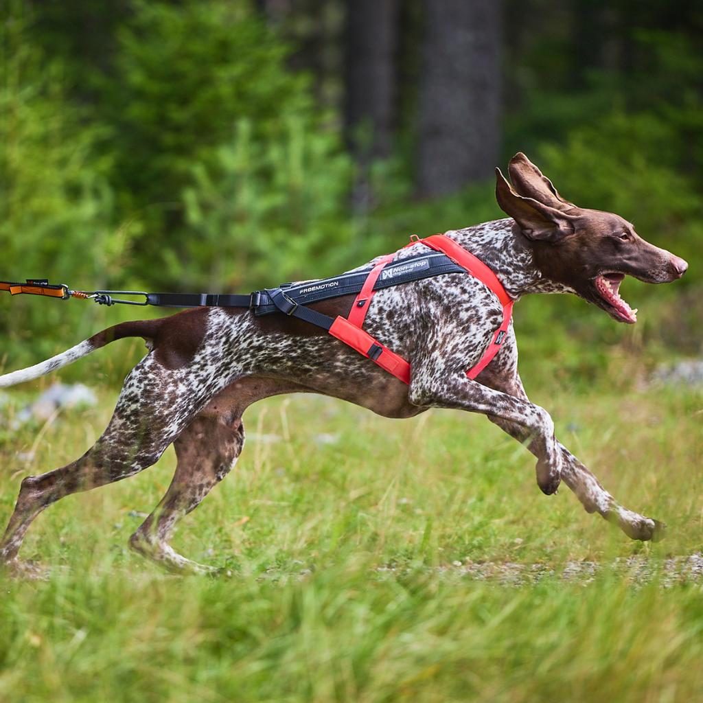 Non-Stop Dogwear Freemotion Harness 5.0