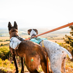 Non-stop Dogwear Trail Light Dog Backpack