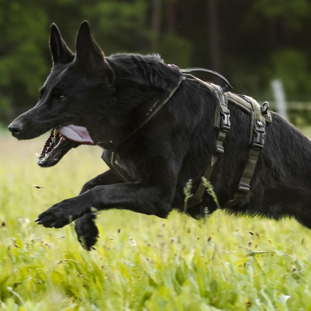 Non-stop Dogwear Line Harness Long WD