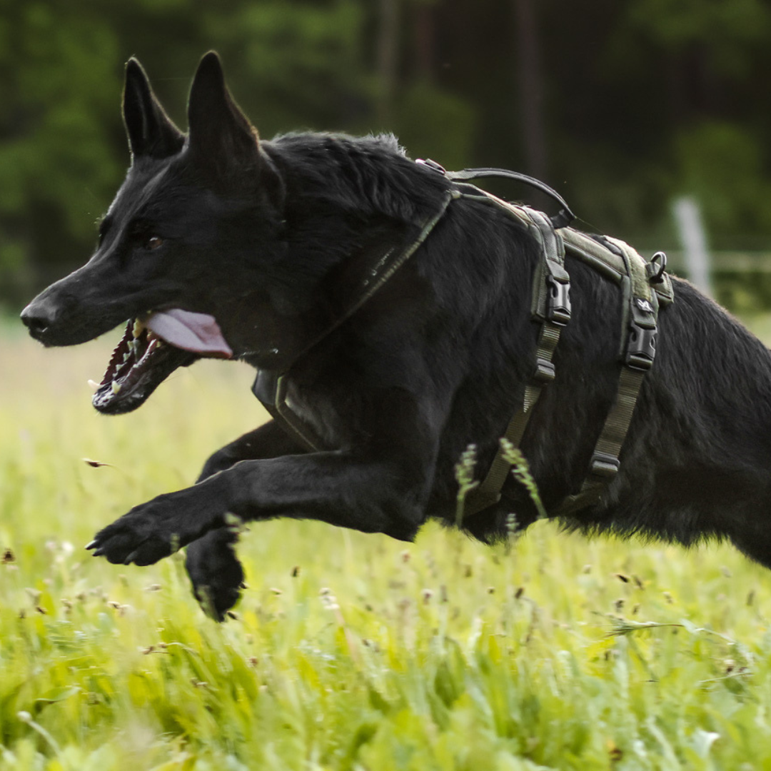Non-stop Dogwear Line Harness Long WD